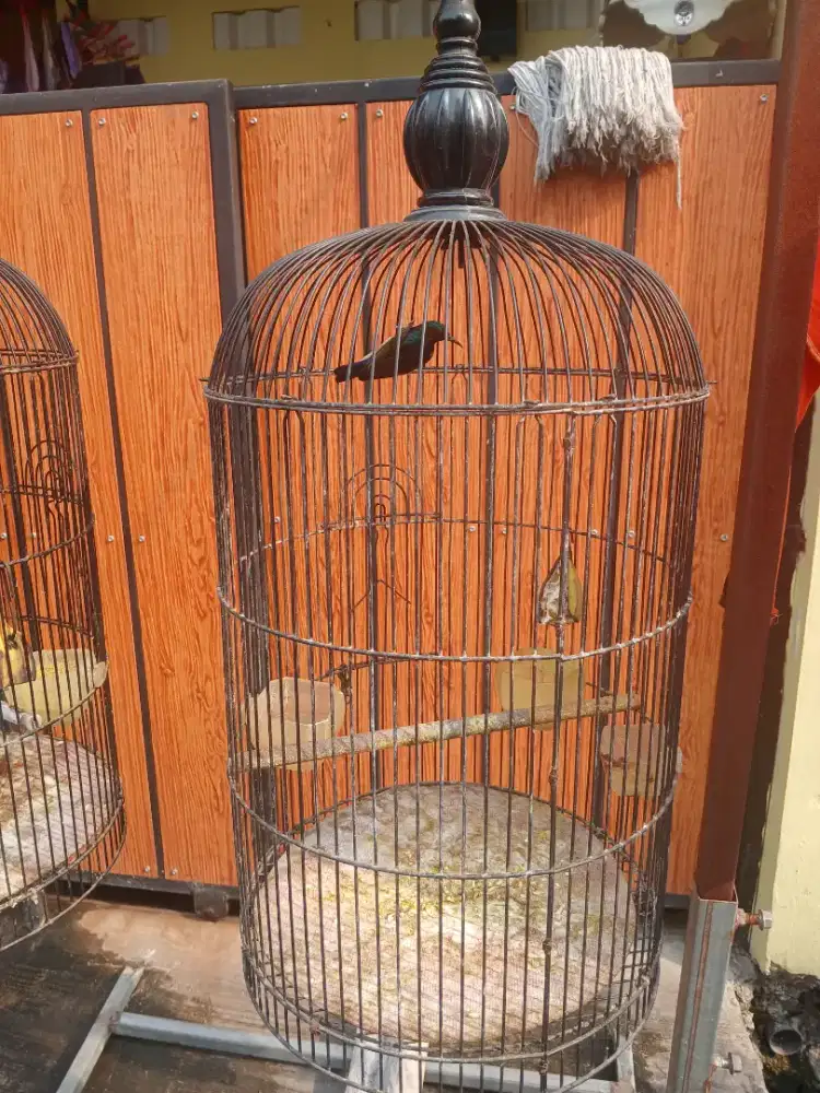 Kolobri kelapa /kolibri mamggar