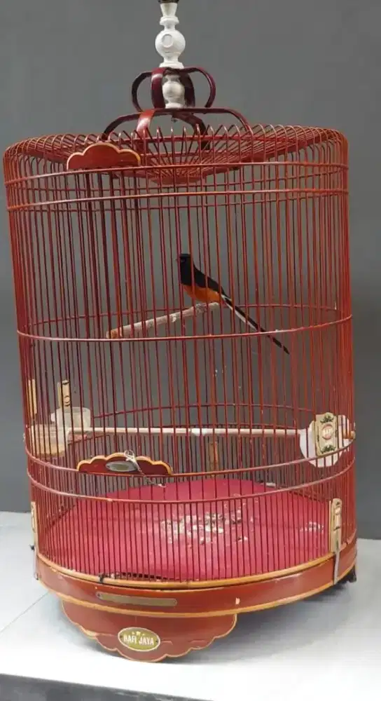 Murai batu medan