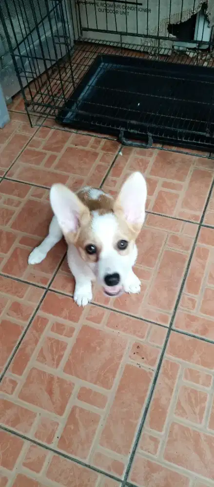 Jual Anakan Corgi untuk 3 bln, kosongan