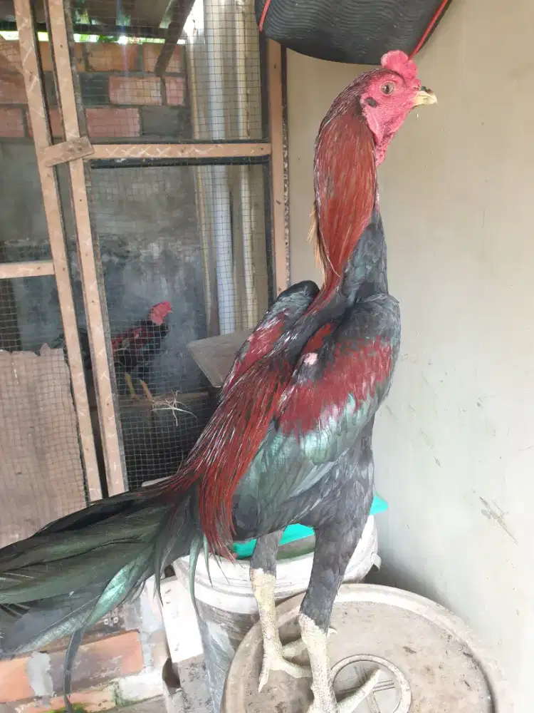 Ayam pakhoy muda