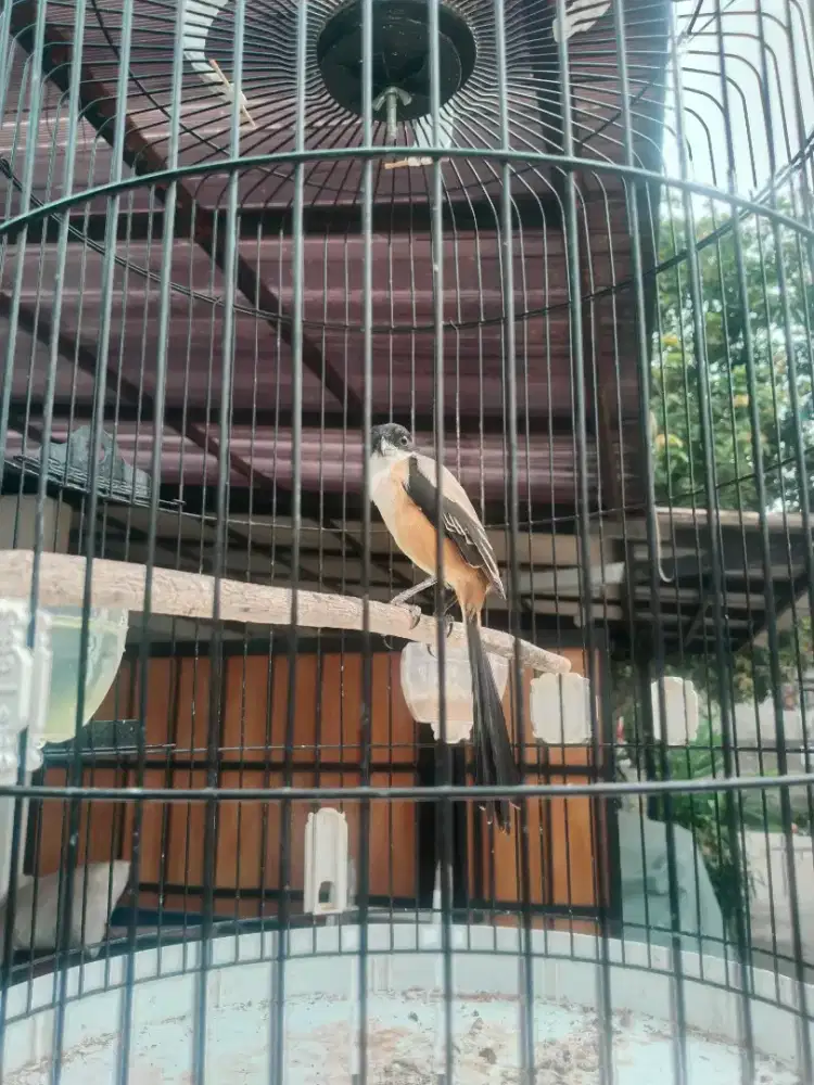 Pentet bunyi jinak