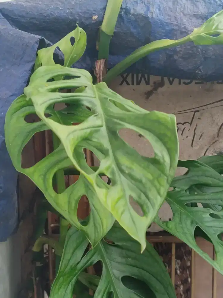 Janda Bolong rawatan