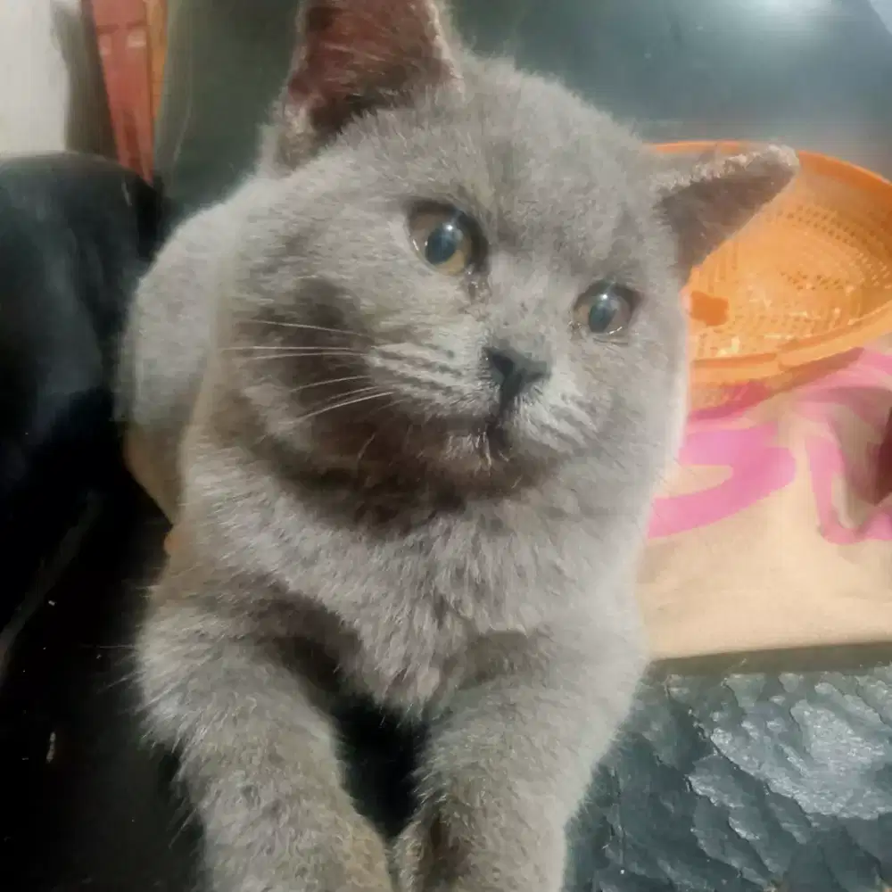 kucing britis shorthair