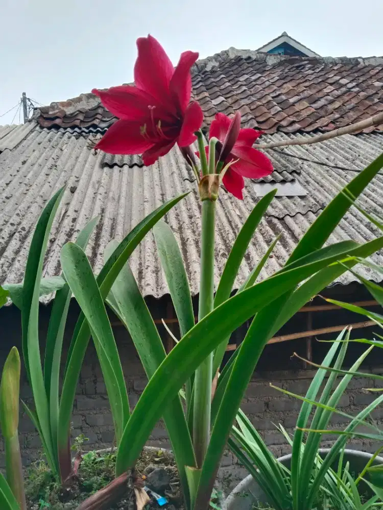 kembang Bakung rawatan