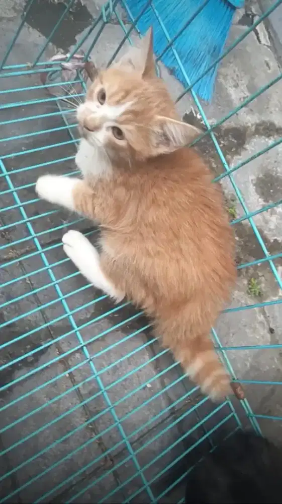 Jantan BSH Mix (2Bln)
