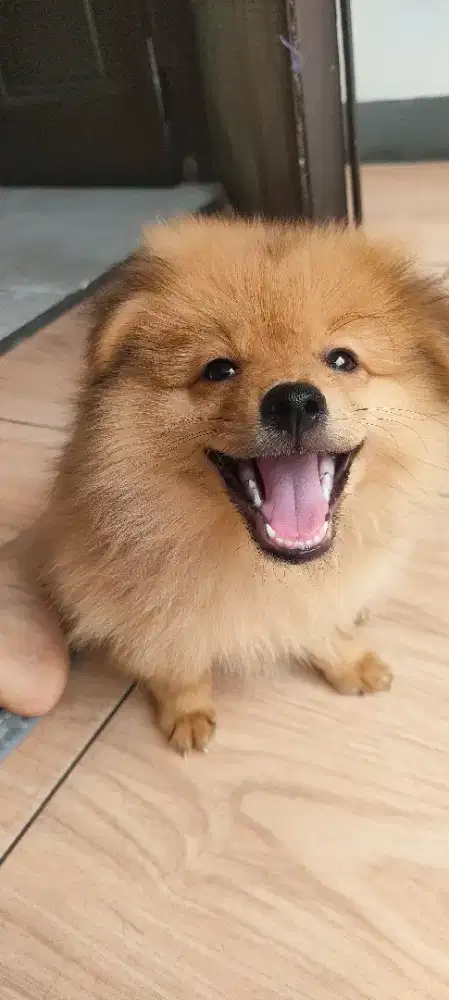 Anak Anjing jantan