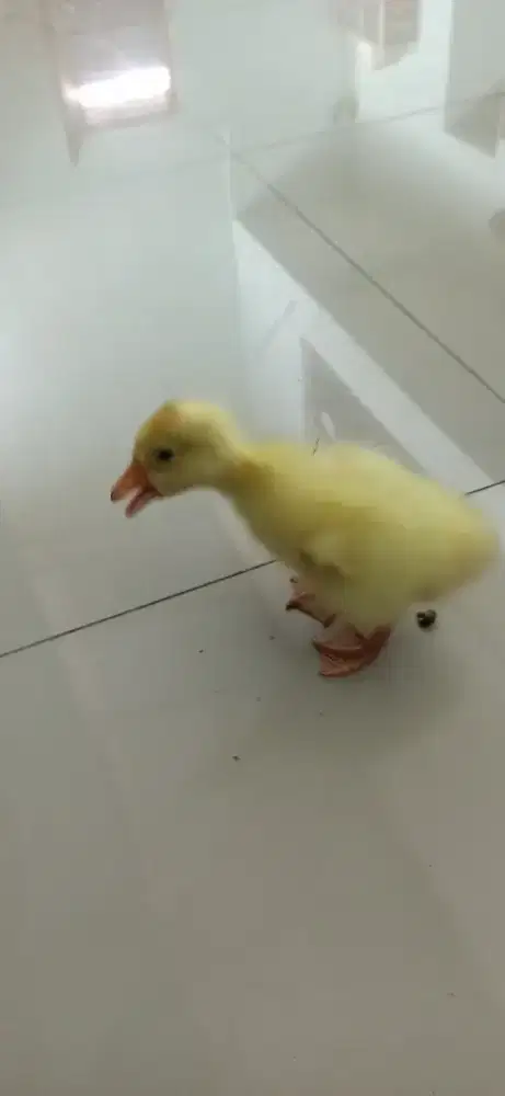 blengur anak angsa putih