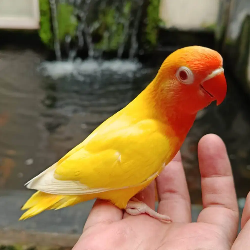 Burung lovebird love bird lakbet lutino mata merah mm