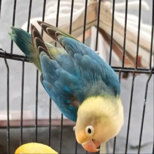 Burung lovebird love bird lakbet betina dewasa aqua blue