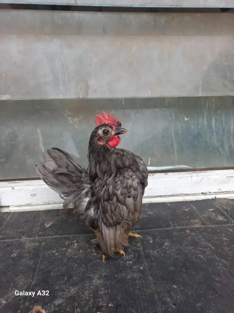 Ayam serama jantan kelabu