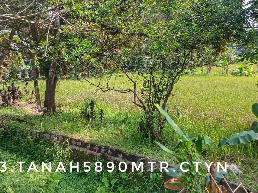Dijual tanah sawah kebun luas subur pinggir jalan strategis lingkungan asri.