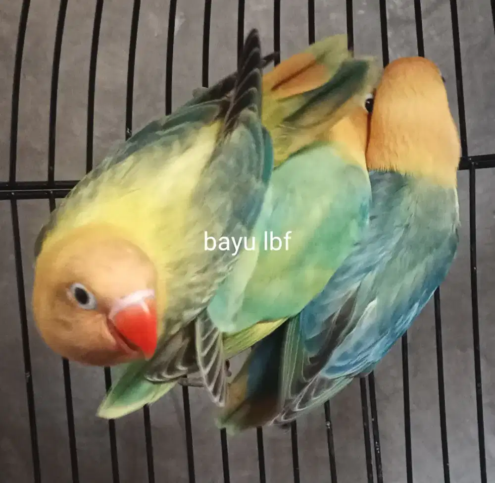 Burung Lovebird love bird Biola Aqua Blue1 paud
