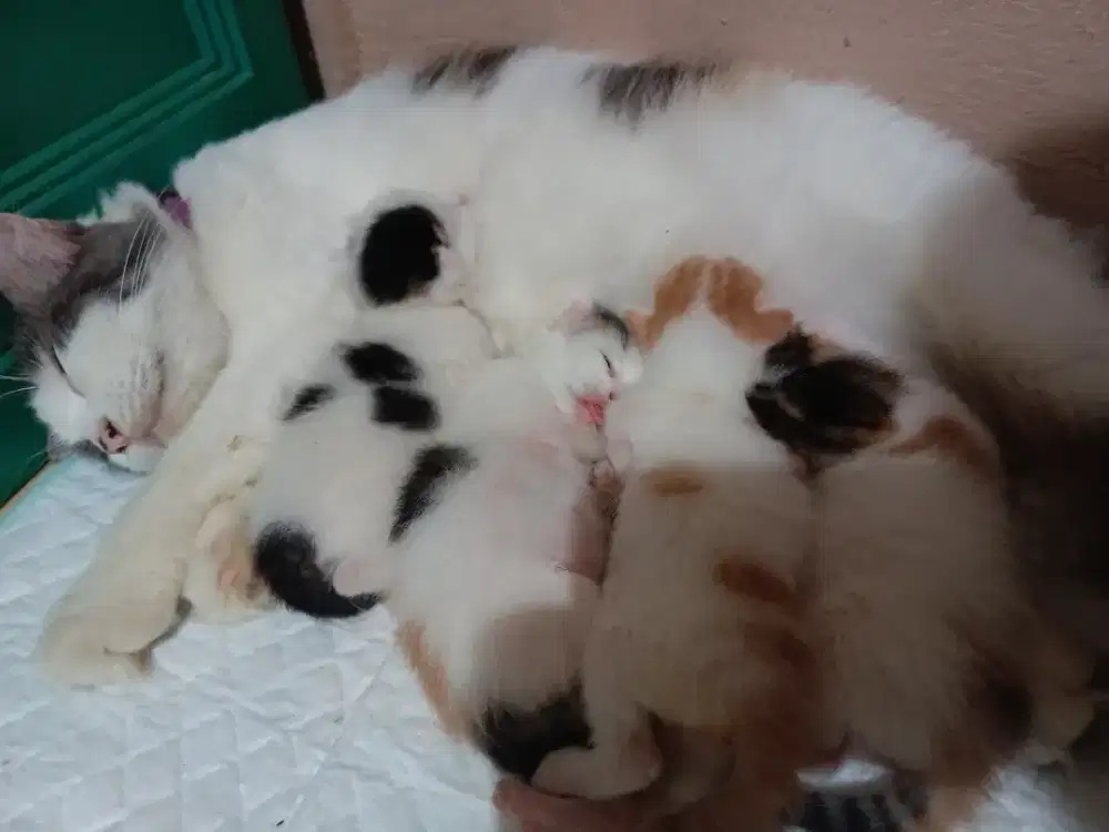 lepas adopsi kucing persia betina anak 4
