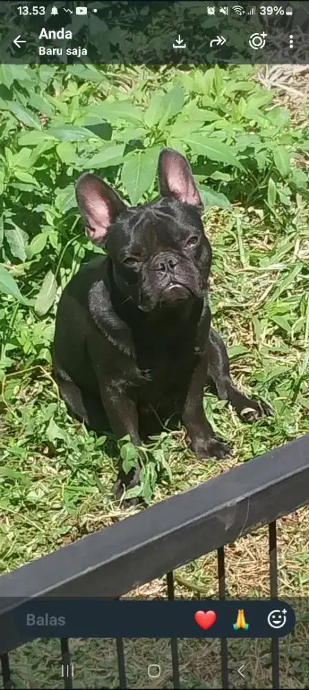 JUAL FRENCHIE JANTAN STAMBUM DAN VAKSIN UMUR 3 THN3