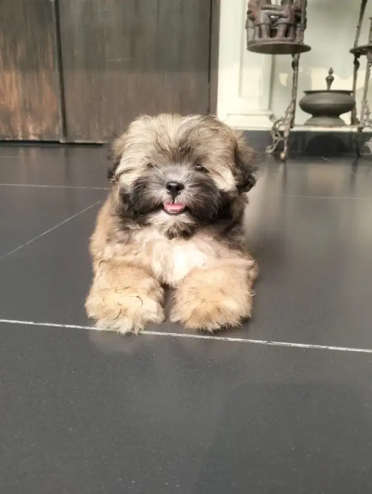 Anakan anjing Shihtzu mix poodle