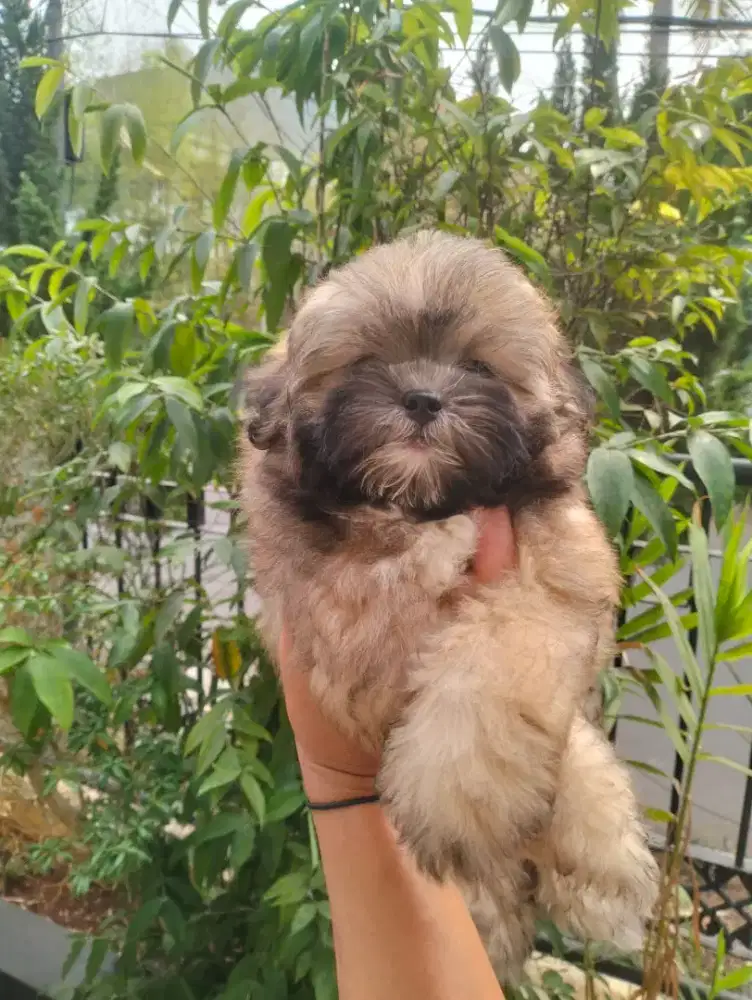 Puppy Shihtzu Poodel betina