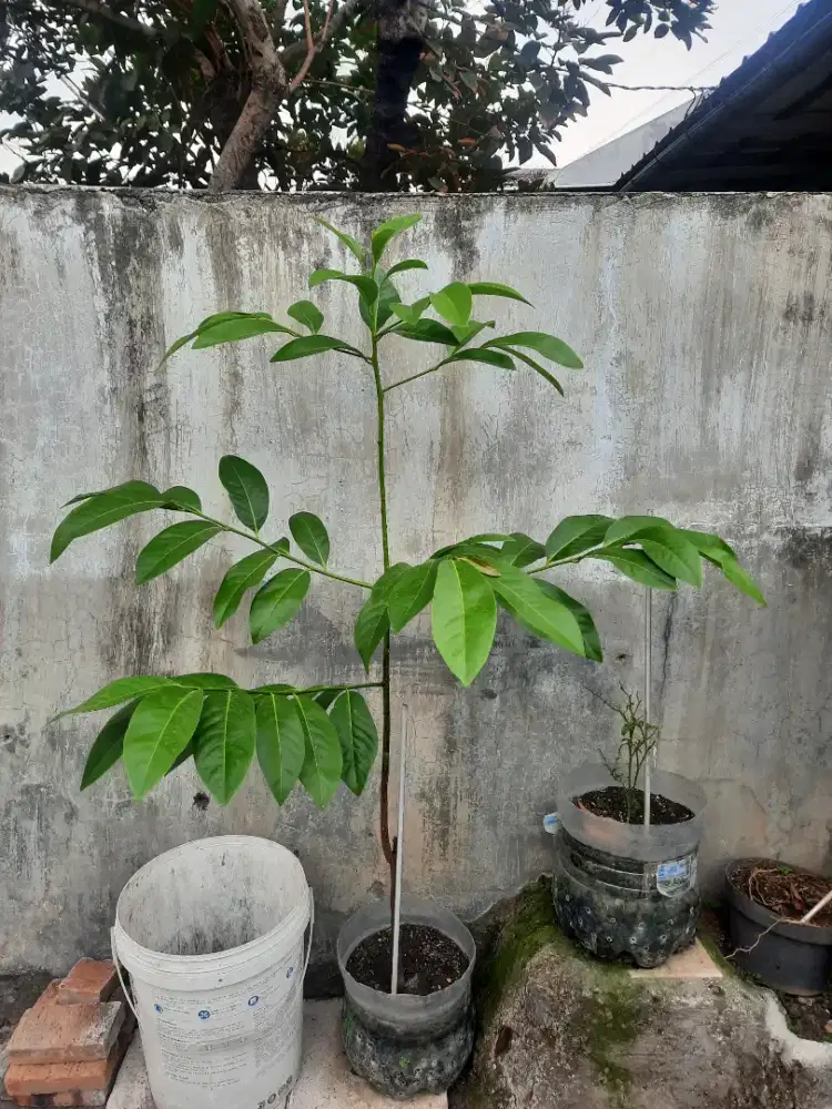 Tanaman buah black sapote