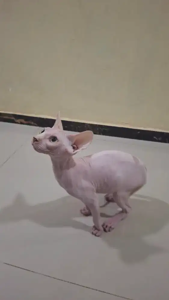 Jantan Anakan Sphynxs 3bulan