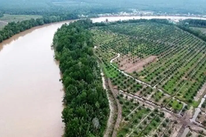 DIJUAL CEPAT KEBUN SAWIT 2 HEKTAR SIAP PANEN DAN AKSES MUDAH