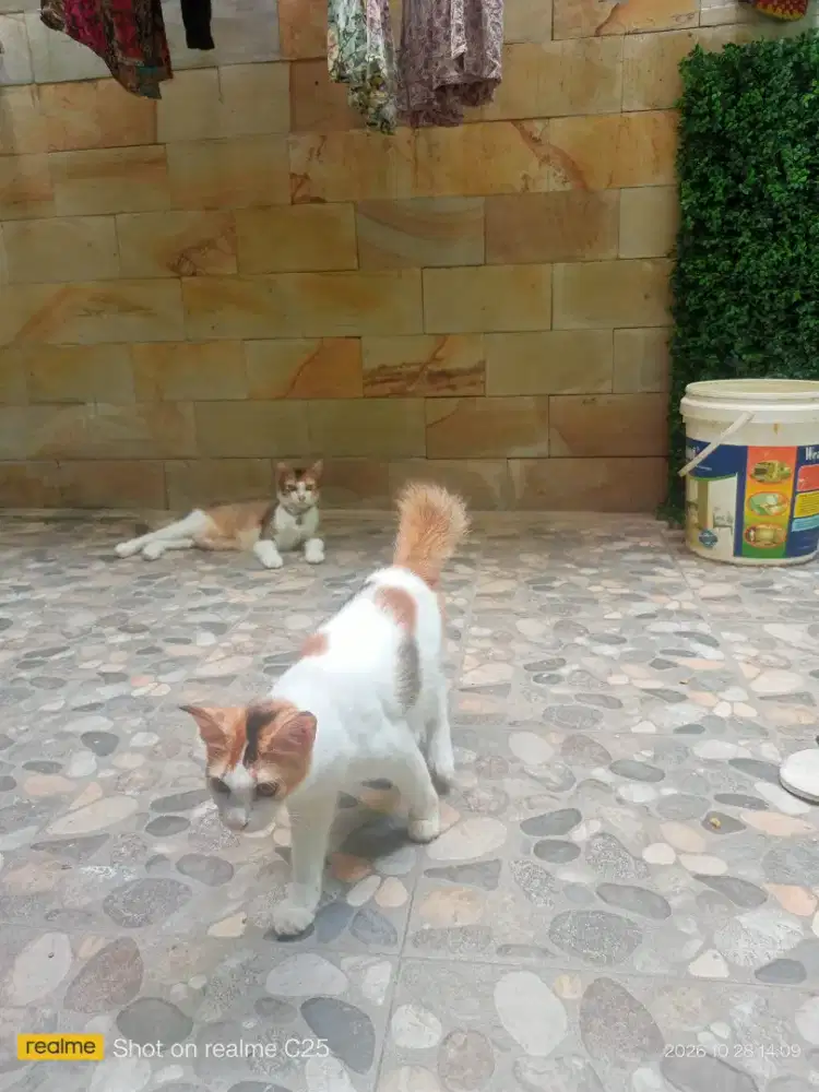 Dijual Kucing Mixdom