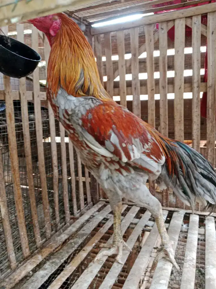 Ayam bangkok klabu