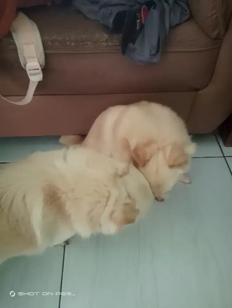 Dijual Anjing Pom Sepasang