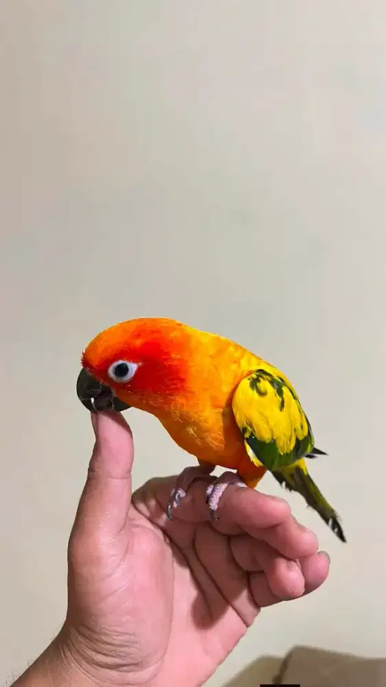 Sun conure dewasa jitot