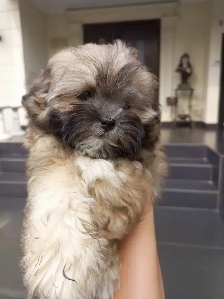 Puppy shihpoo betina