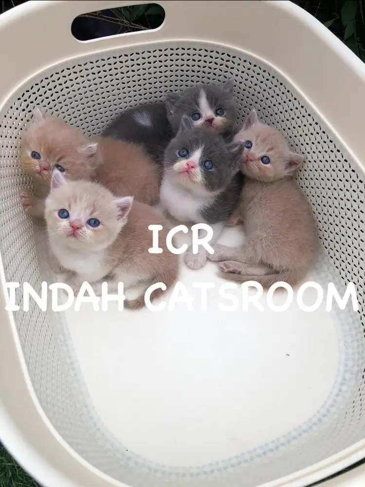 MUNCHKIN BSH X PEAKNOSE PED ICA