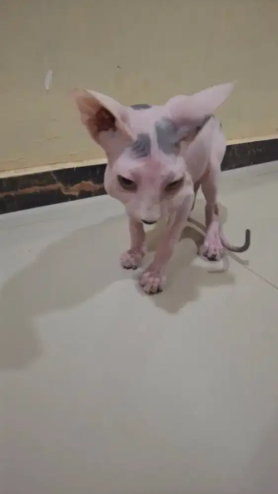 Jantan Anakan Sphynxs 3 bulan