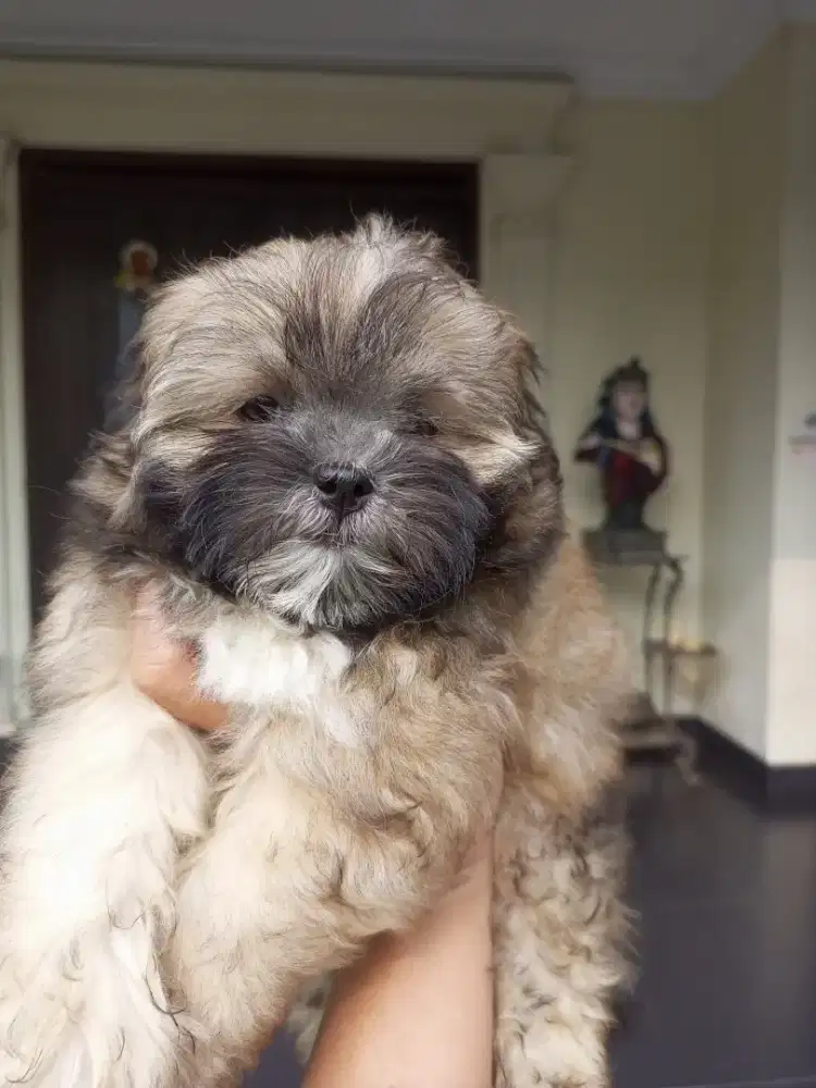 Puppy Shihpoo betina cantik
