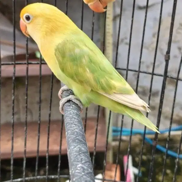 Burung lovebird love bird lakbet parblue gs pb blorok dewasa jantan
