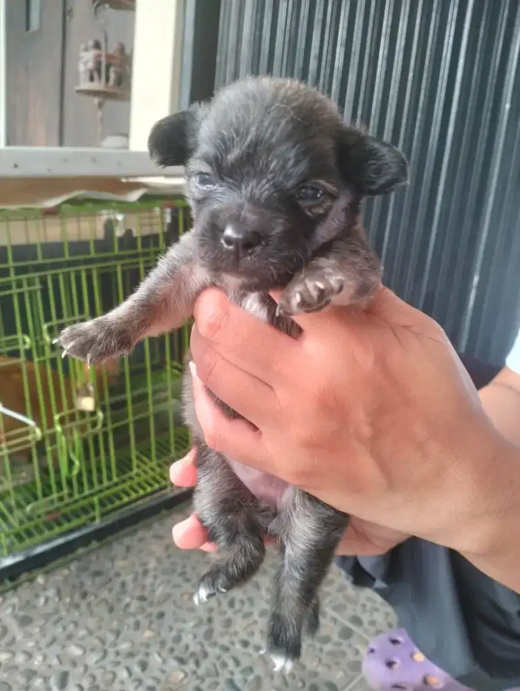 Puppy Pom Corgi mix Mongrel