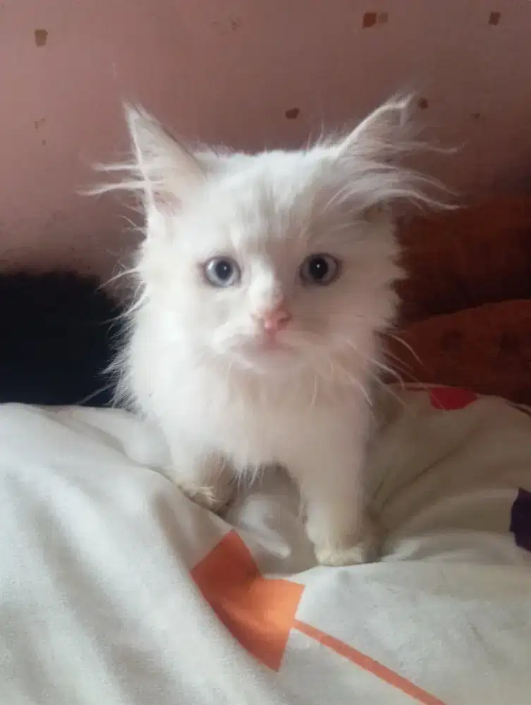 Jual Kucing Persia