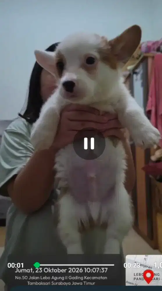 Corgi puppy jantan