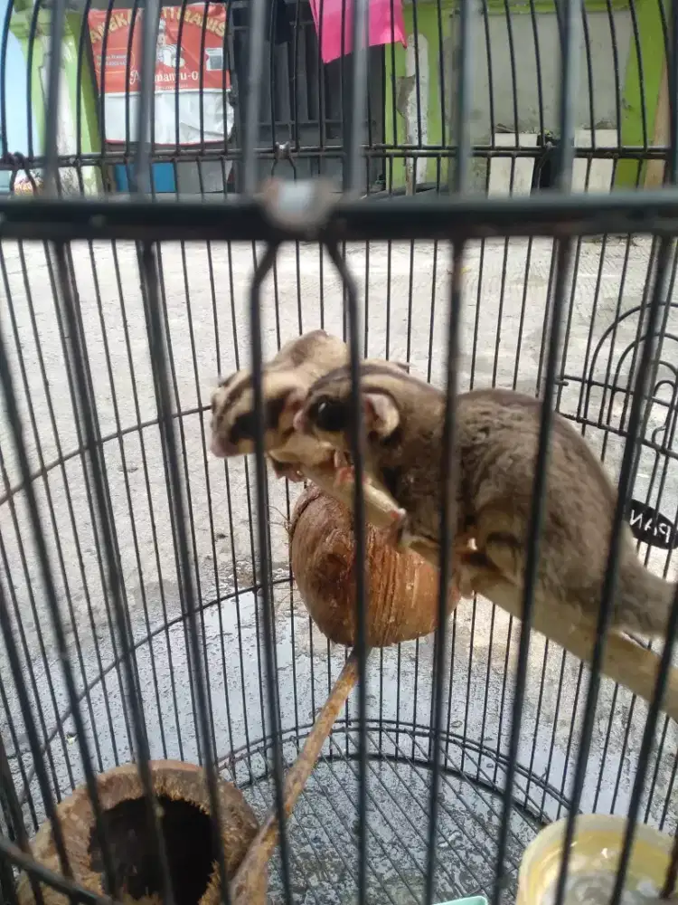 Sepasang suger glider jinak