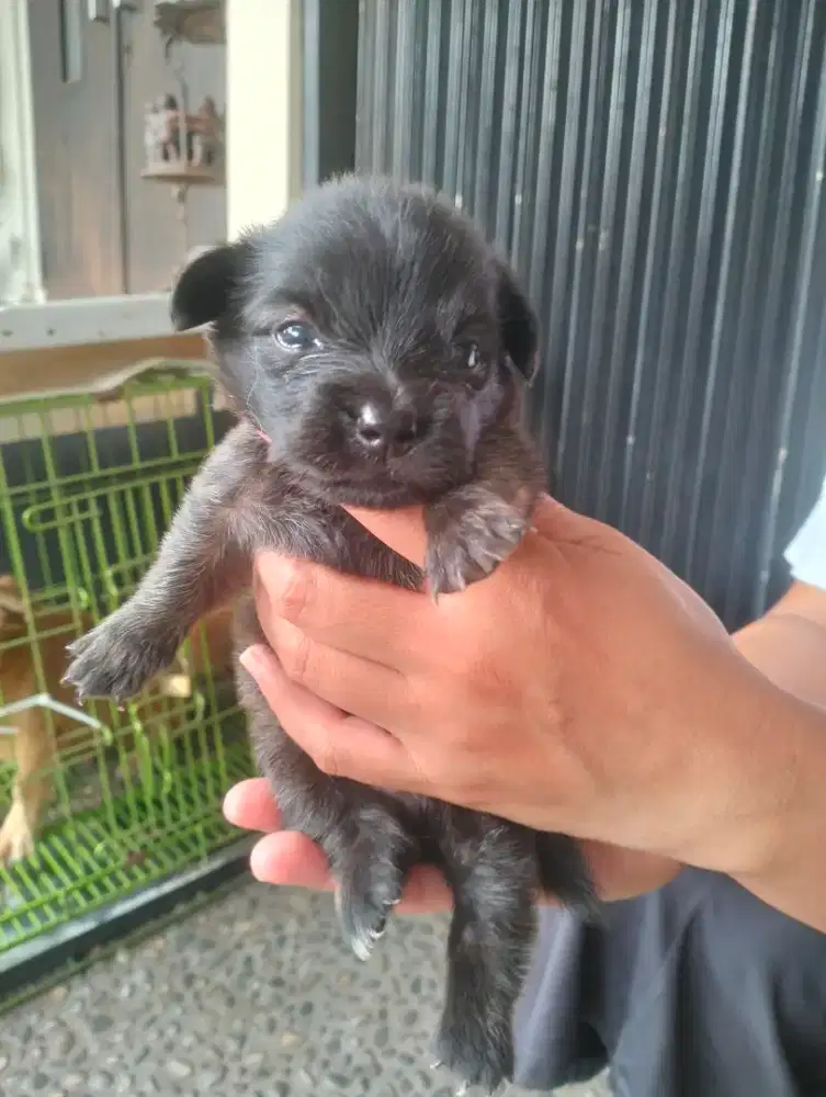 Anak anjing pomcorgi mix lokal