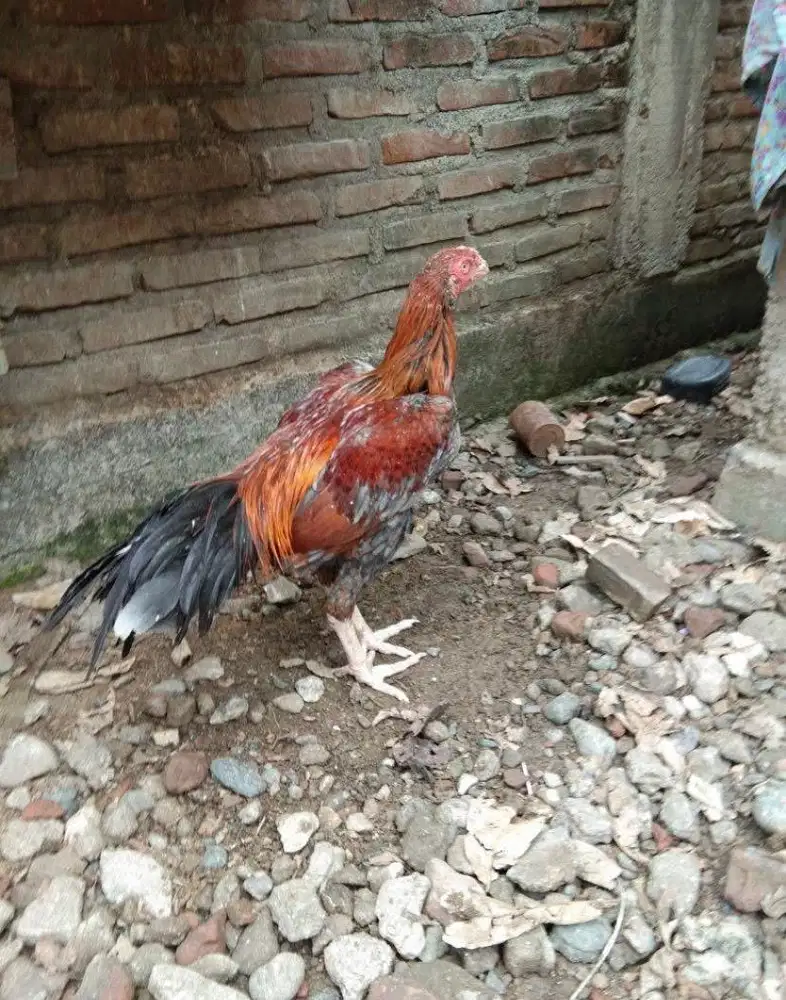 Ayam Aselcross klabu merah