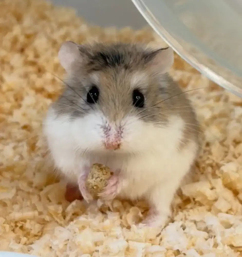 Hamster Roborovski Agouti