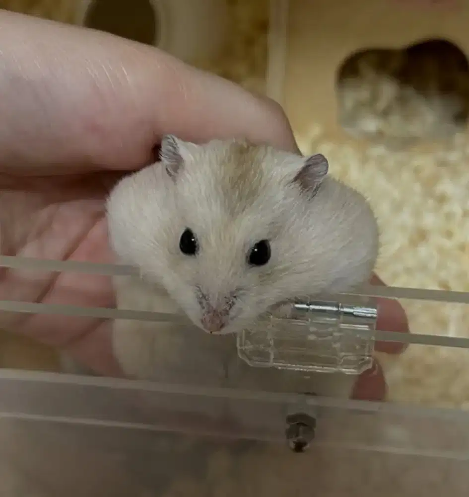 Hamster Winter Golden Black Eye Senior