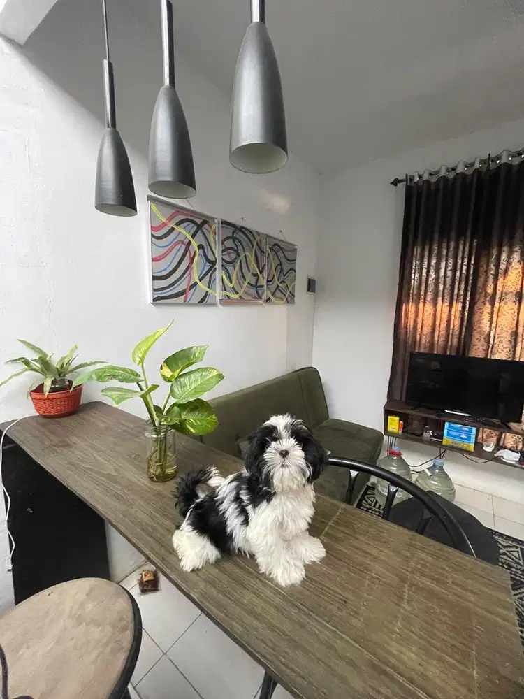 Anjing shitzu puppy