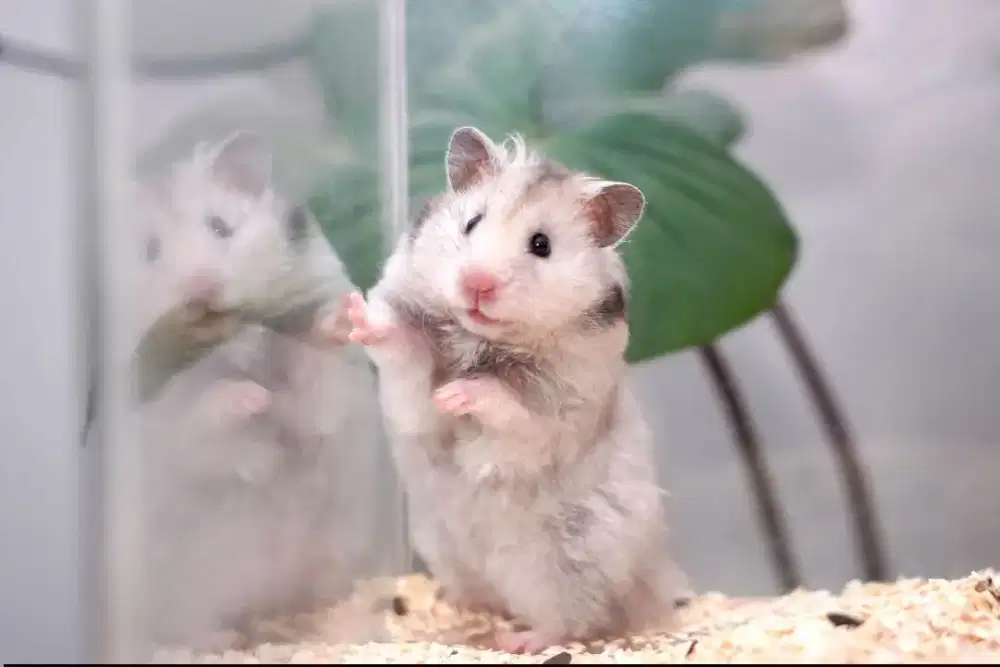 Hamster Syrian Longhair Junior