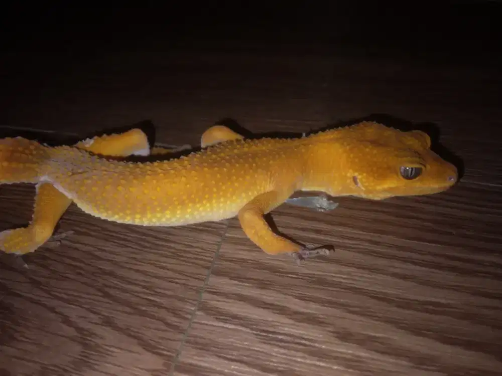 Leopard gecko sunglow