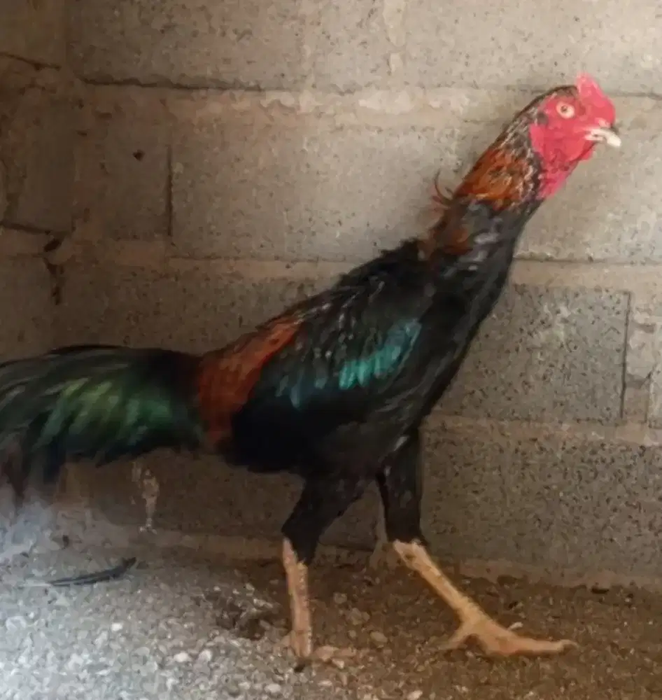 Ayam Bk anak Jawara