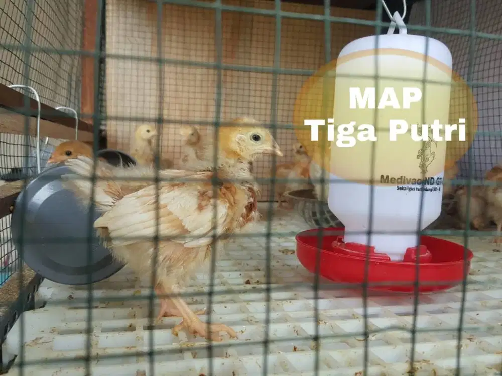 Anakan Ayam Petelur Super Bibit Omega 3,6,9