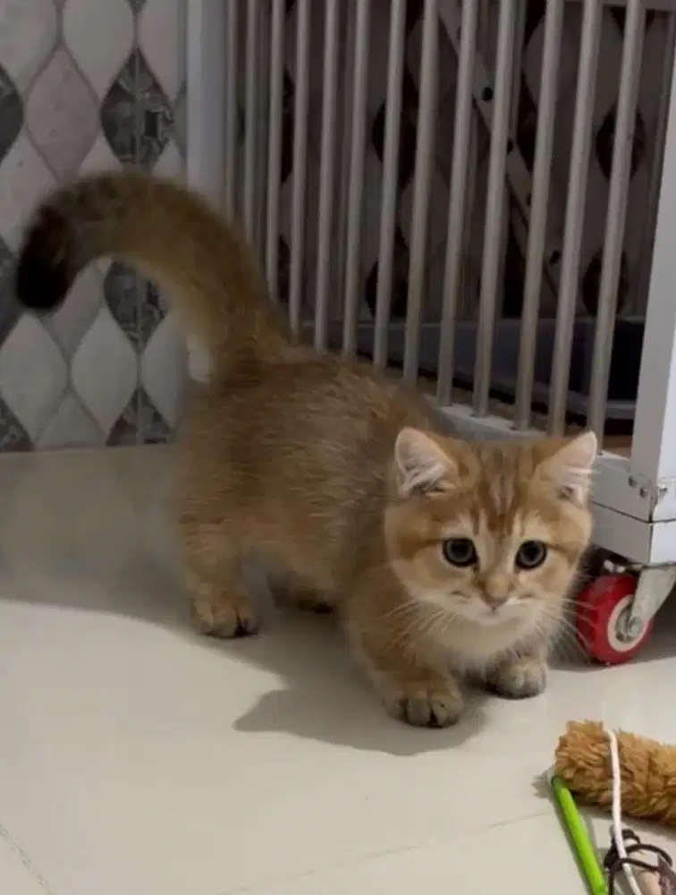 BSH MUNCHKIN GOLDEN JANTAN
