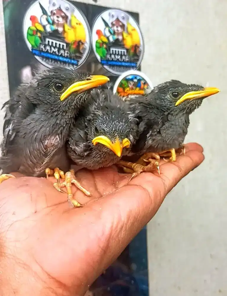Berbagai macam jenis anakan dan bahan
