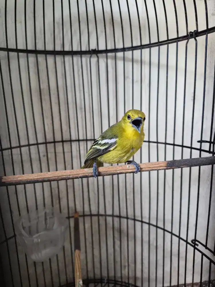Burung cipow bird sirtu burung cito burung cipoh