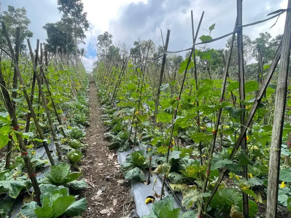 Murah! Tanah Kebun Luas 6 Ha View Bukit Hijau Udara Sejuk di Kintamani