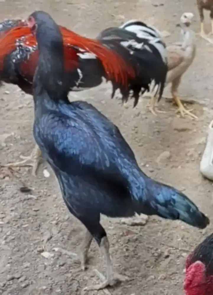 Ayam bk anak jawara